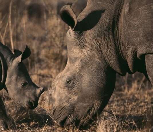 Ein historisches Highlight im Zoo von Montpellier: Geburt eines weißen Nashorns Nashorn