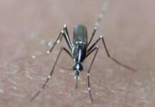 Chikungunya in Antibes: Wenn die Warnung vor der Tropenkrankheit per SMS ins Handy flattert Tigermücke_Wiki