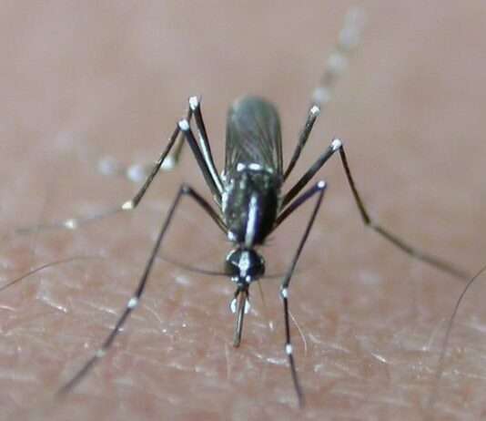 Dengue-Fieber in Südfrankreich: Virus breitet sich aus – erhöhte Wachsamkeit geboten Tigermücke_Wiki
