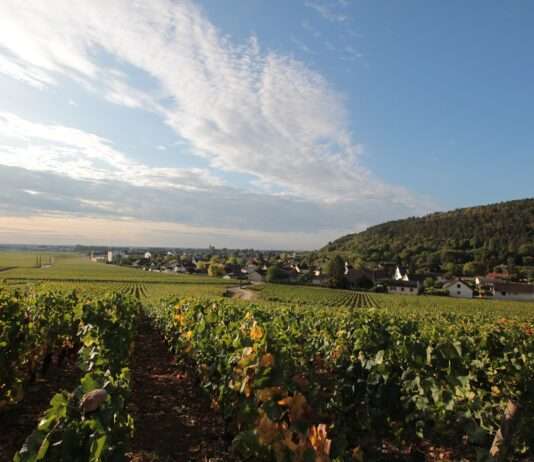 Nuits-Saint-Georges: Ein Spaziergang durch das Herz der Côte d’Or Nuits-Saint-Georges_au_matin