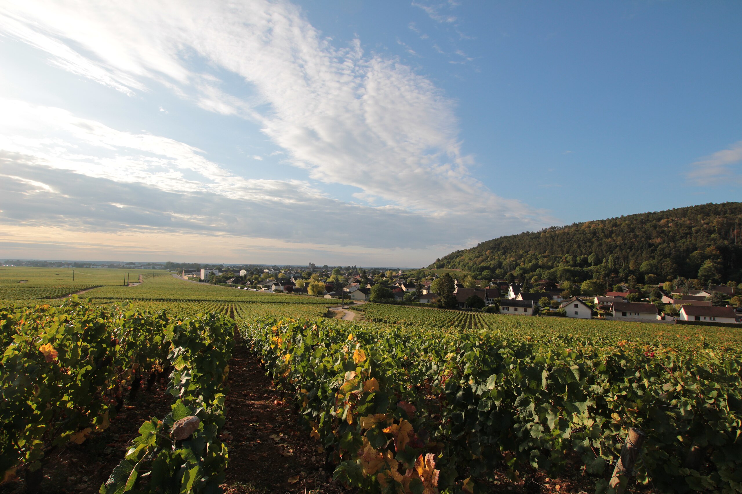 Nuits-Saint-Georges: Ein Spaziergang durch das Herz der Côte d'Or