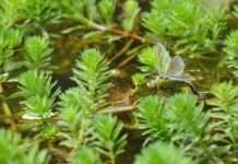 Kampf gegen einen grünen Eindringling: Myriophyllum in den Kanälen Nordfrankreichs Myriophyllum_invasive_Wasserpflanze