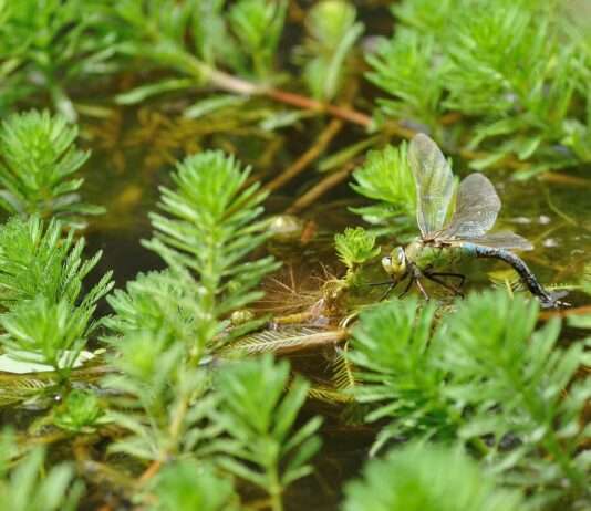 Kampf gegen einen grünen Eindringling: Myriophyllum in den Kanälen Nordfrankreichs Myriophyllum_invasive_Wasserpflanze
