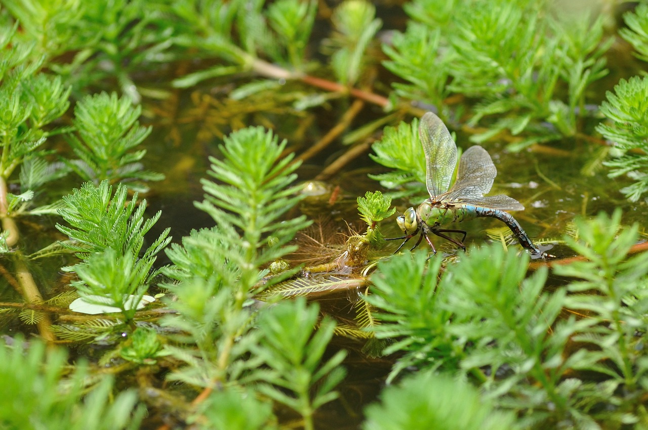 Kampf gegen einen grünen Eindringling: Myriophyllum in den Kanälen Nordfrankreichs