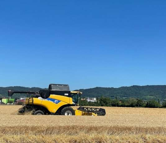 Landwirtschaft in der Krise: Schlechte Ernte und sinkende Weinerträge Ernte_Getreide