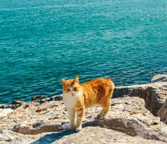 Mittelmeer: Die Gefahren einer überhitzten See Mittelmeer