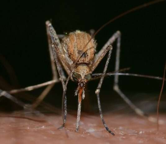 West-Nil-Virus: Eine unterschätzte Bedrohung in Frankreichs Süden? Culex-Muecke