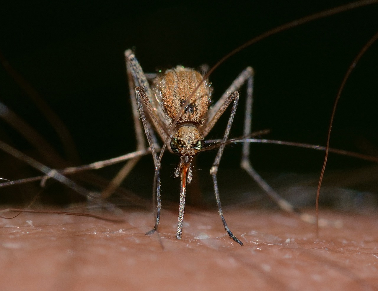 Chikungunya-Virus auf Mayotte: Gesundheitsnotstand ausgerufen