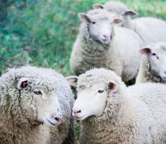 Der Kampf gegen die Blauzungenkrankheit: Eine Herausforderung für Viehhalter im Norden Frankreichs Schafe