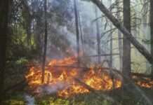 Feuer breitet sich aus: Südfrankreich kämpft gegen eine beispiellose Brandserie Brandgefahr_Waldbrand