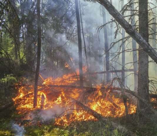 Flammen in der Natur-Idylle: Großbrand verwüstet Schutzgebiet Gorges de Corong Brandgefahr_Waldbrand