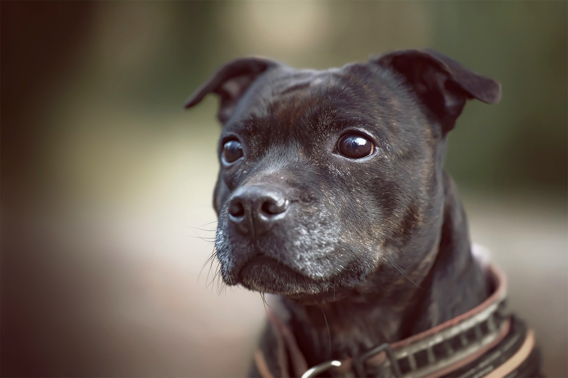 Tragischer Hundeangriff in Urrugne: Ein zweijähriges Kind schwer verletzt