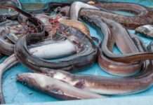 Vendée: Der Kampf der Aale ums Überleben Aale_Fische