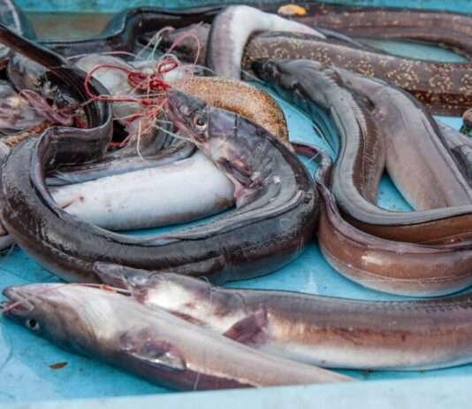 Vendée: Der Kampf der Aale ums Überleben Aale_Fische