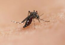 Chikungunya in Antibes: Ein Alarmruf für ganz Frankreich Tigermücke