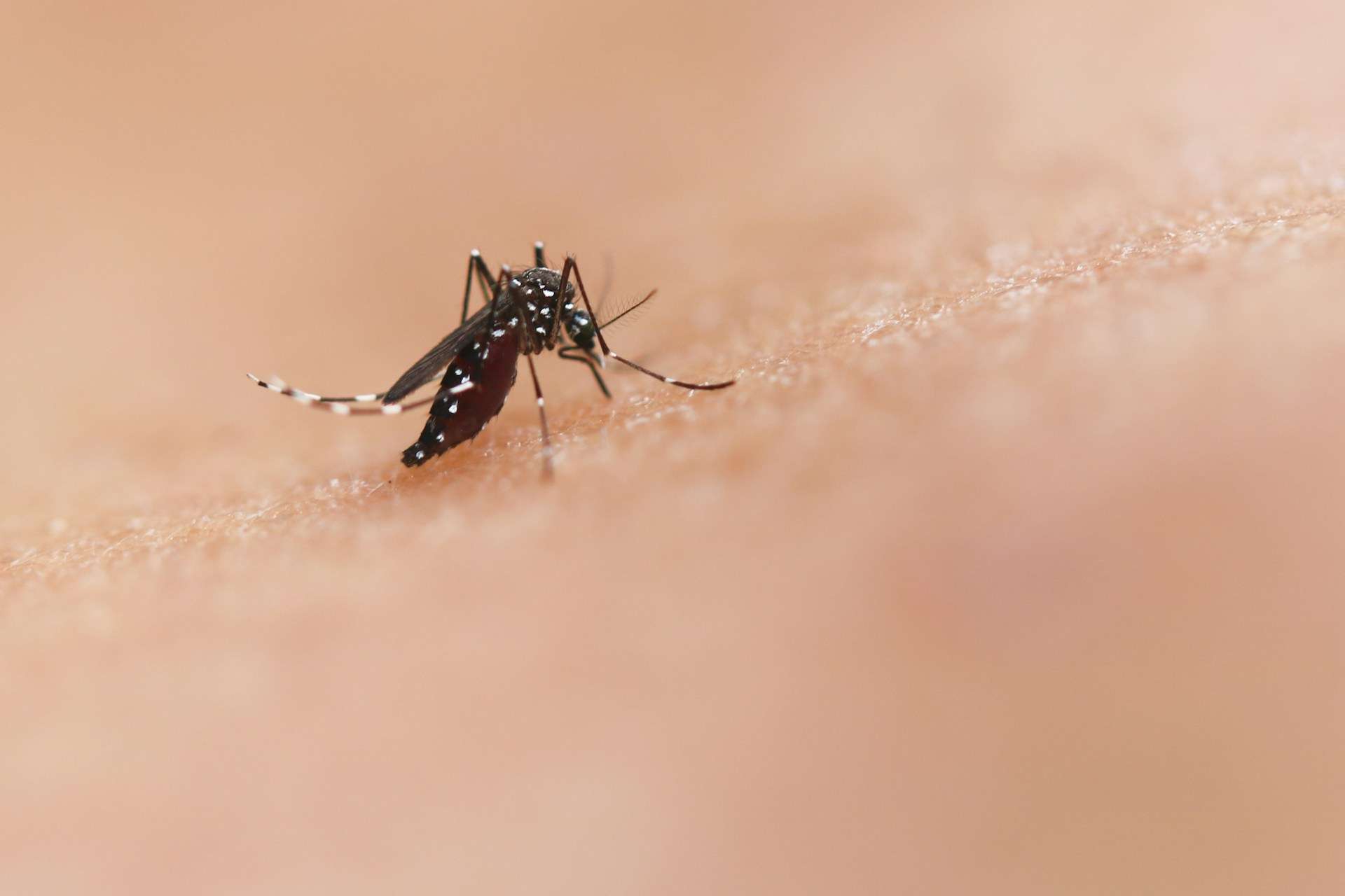 Dengue-Epidemie in Guadeloupe: Seltener Serotyp alarmiert die Behörden