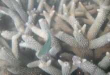 Die Bedrohung des Great Barrier Reefs: Rekordtemperaturen im Korallenmeer Great_Barrier_Reef