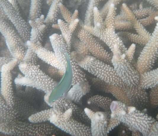 Die Bedrohung des Great Barrier Reefs: Rekordtemperaturen im Korallenmeer Great_Barrier_Reef