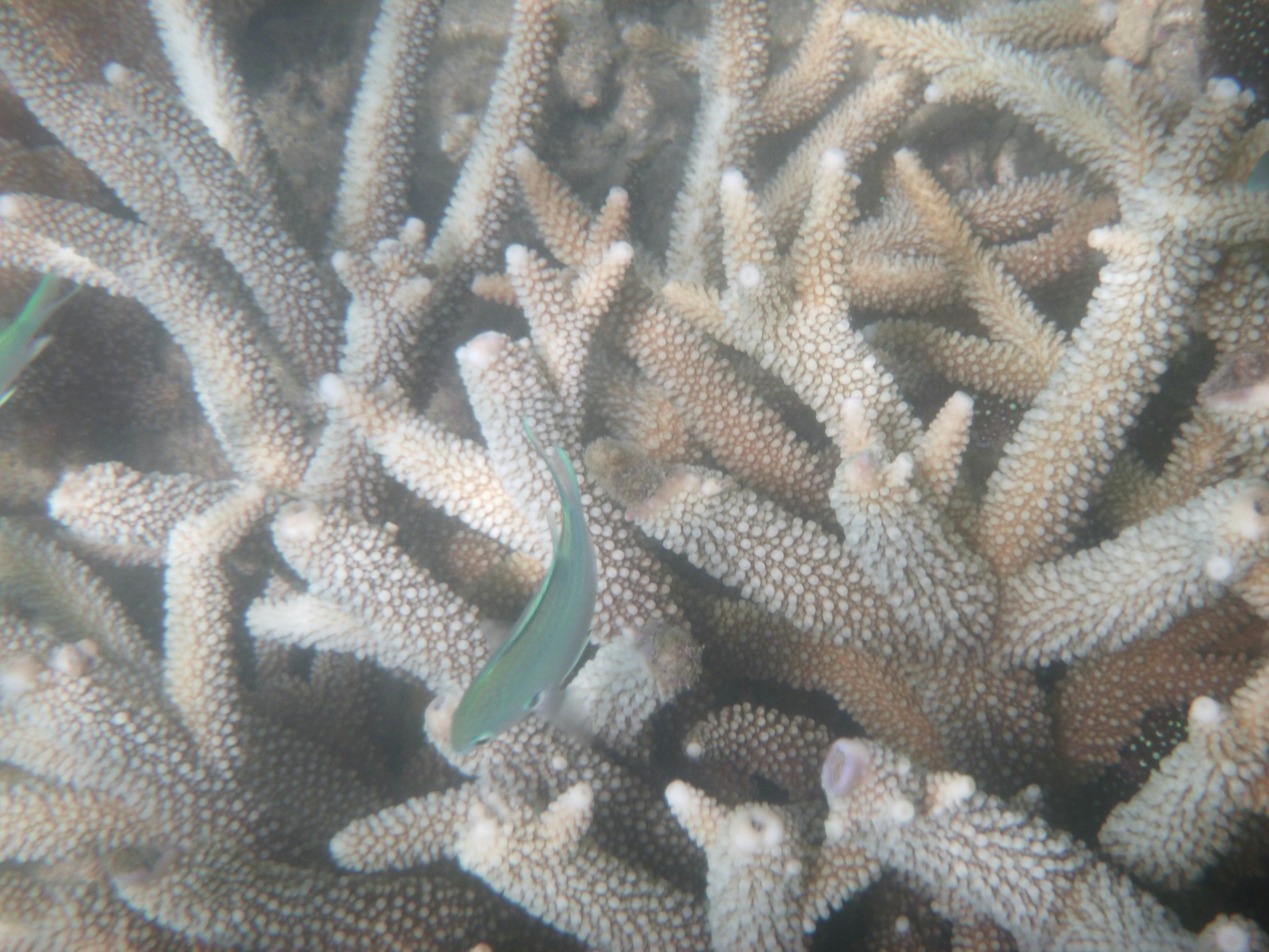 Die Bedrohung des Great Barrier Reefs: Rekordtemperaturen im Korallenmeer