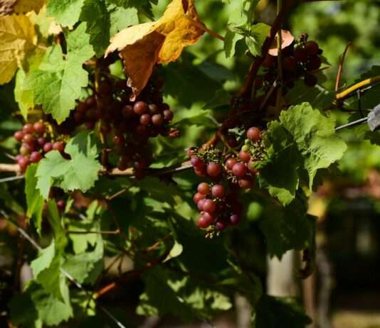 Schätze der östlichen Pyrenäen: Entdecken Sie die besten Weingüter rund um Prades Wein_Trauben