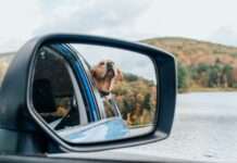 Sicher unterwegs: Tipps für das Reisen mit Hunden im Auto während der Sommerferien Auto_Hund