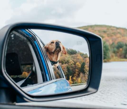 Sicher unterwegs: Tipps für das Reisen mit Hunden im Auto während der Sommerferien Auto_Hund