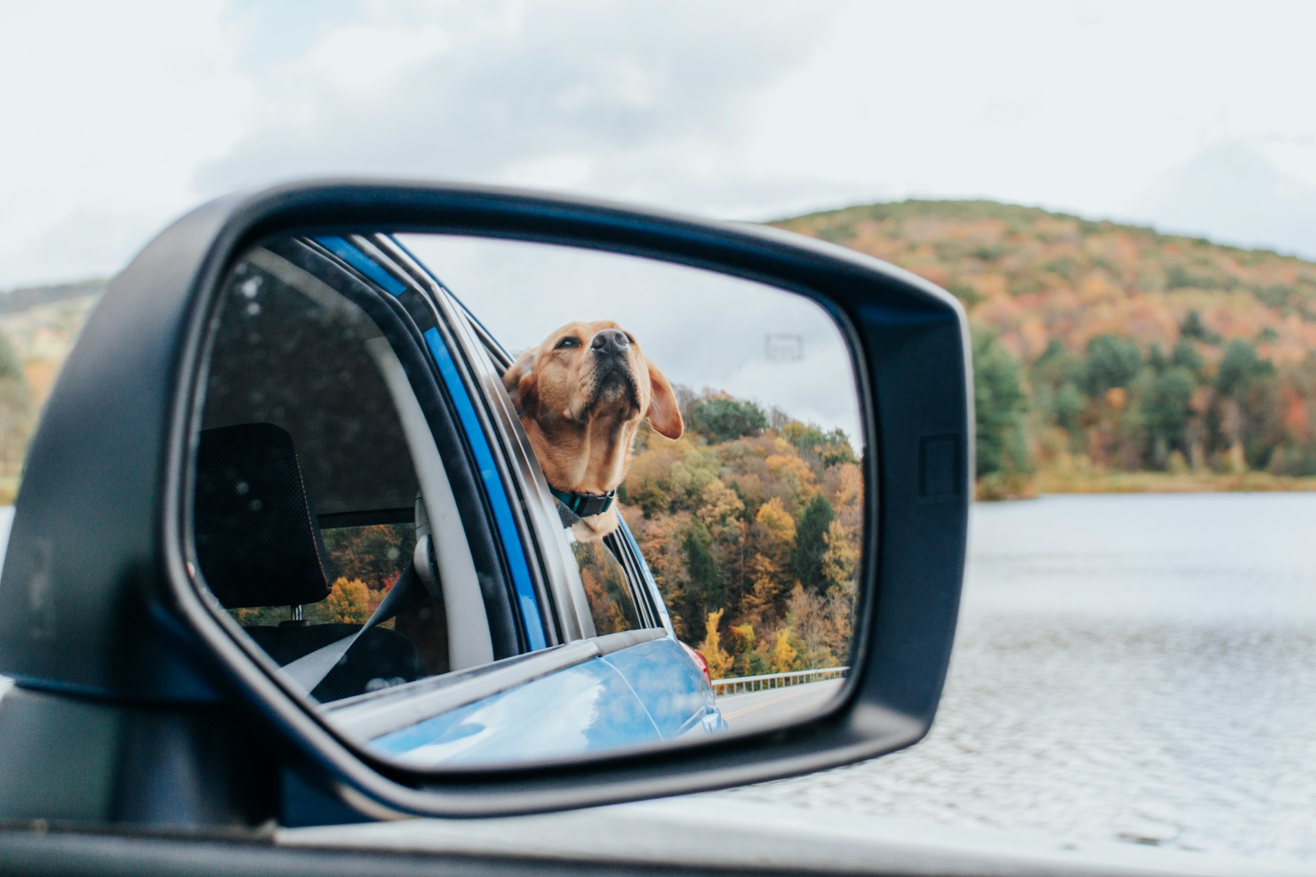 Sicher unterwegs: Tipps für das Reisen mit Hunden im Auto während der Sommerferien