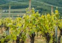 Sportlich schlemmen auf der Route des Vins d’Alsace Weinberg