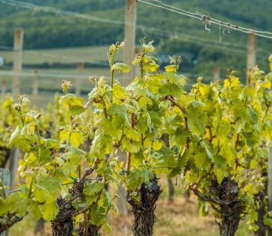 Geheimakte Pestizide: Warum ein brisanter Bericht über Frankreichs Weinberge unter Verschluss bleibt Weinberg