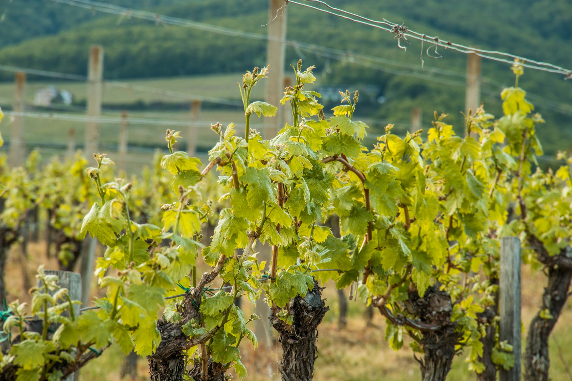 Sportlich schlemmen auf der Route des Vins d’Alsace