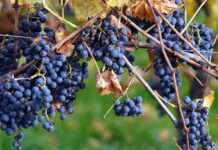 Kommentar: Der Wein stirbt langsam – und wir trinken ahnungslos weiter Weingut_Weintrauben