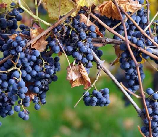 Kommentar: Der Wein stirbt langsam – und wir trinken ahnungslos weiter Weingut_Weintrauben