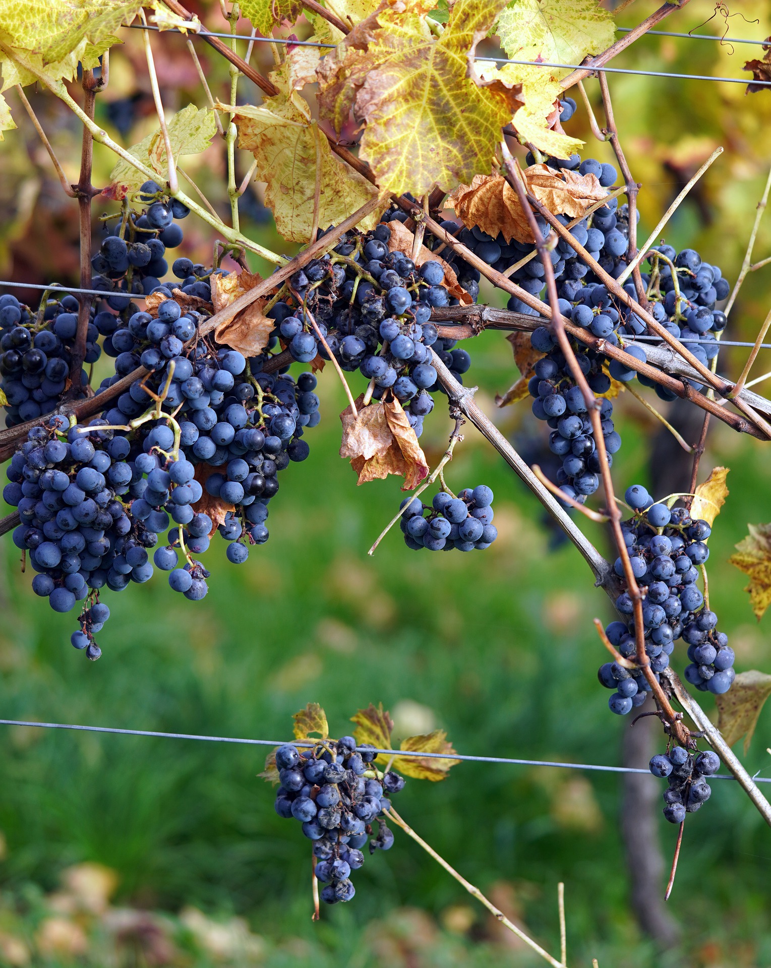 Ein harter Schlag für die Weinberge im Tarn: Heftige Unwetter gefährden die Ernte