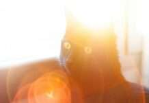 Cool Cats: So schützen Sie Ihre Katze vor der Sommerhitze Katze_Hitze