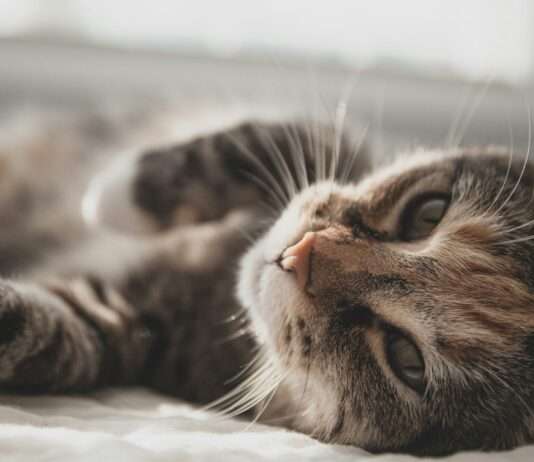 Weltkatzentag: Eine Ode an unsere pelzigen Herrscher Katze