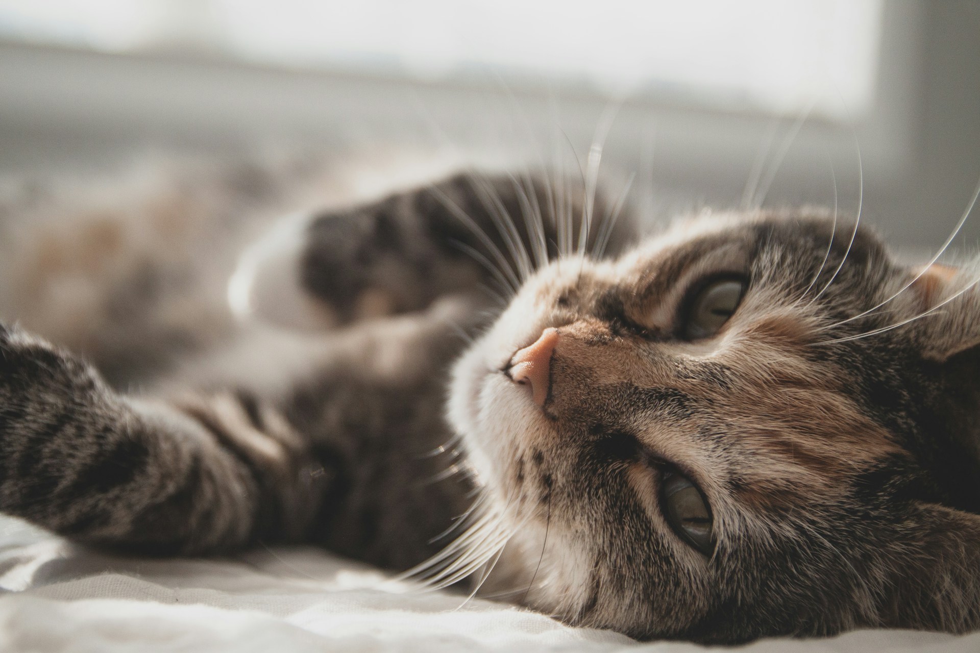 Weltkatzentag: Eine Ode an unsere pelzigen Herrscher