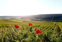 Champagne – Eine Reise durch Weinberge und Geschichte Champagne_Weinberge