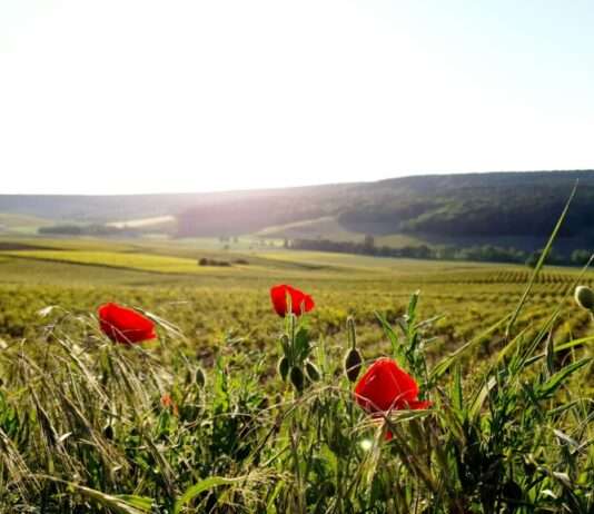 Champagne – Eine Reise durch Weinberge und Geschichte Champagne_Weinberge
