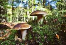 Pilze finden wie ein Profi – oder doch lieber geheim halten? Pilze_Cepes