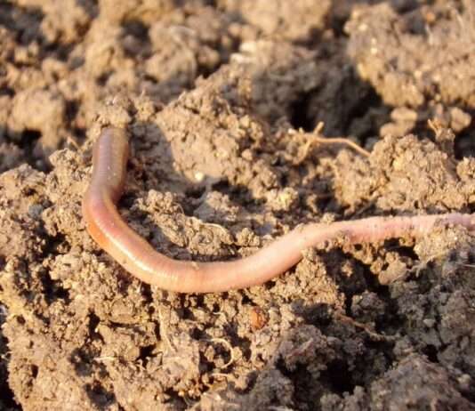 Trockenheit in den Pyrénées-Orientales: Bauern setzen auf innovative Methoden zur Wassereinsparung Regenwurm