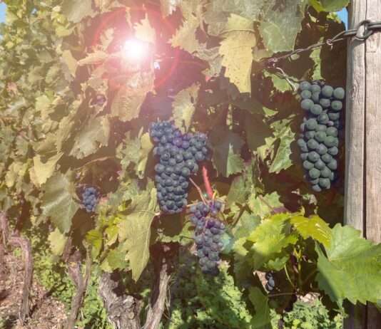 Aude: Katastrophale Weinlese wegen der Dürre im Jahr 2024 Trauben_Weinrebe