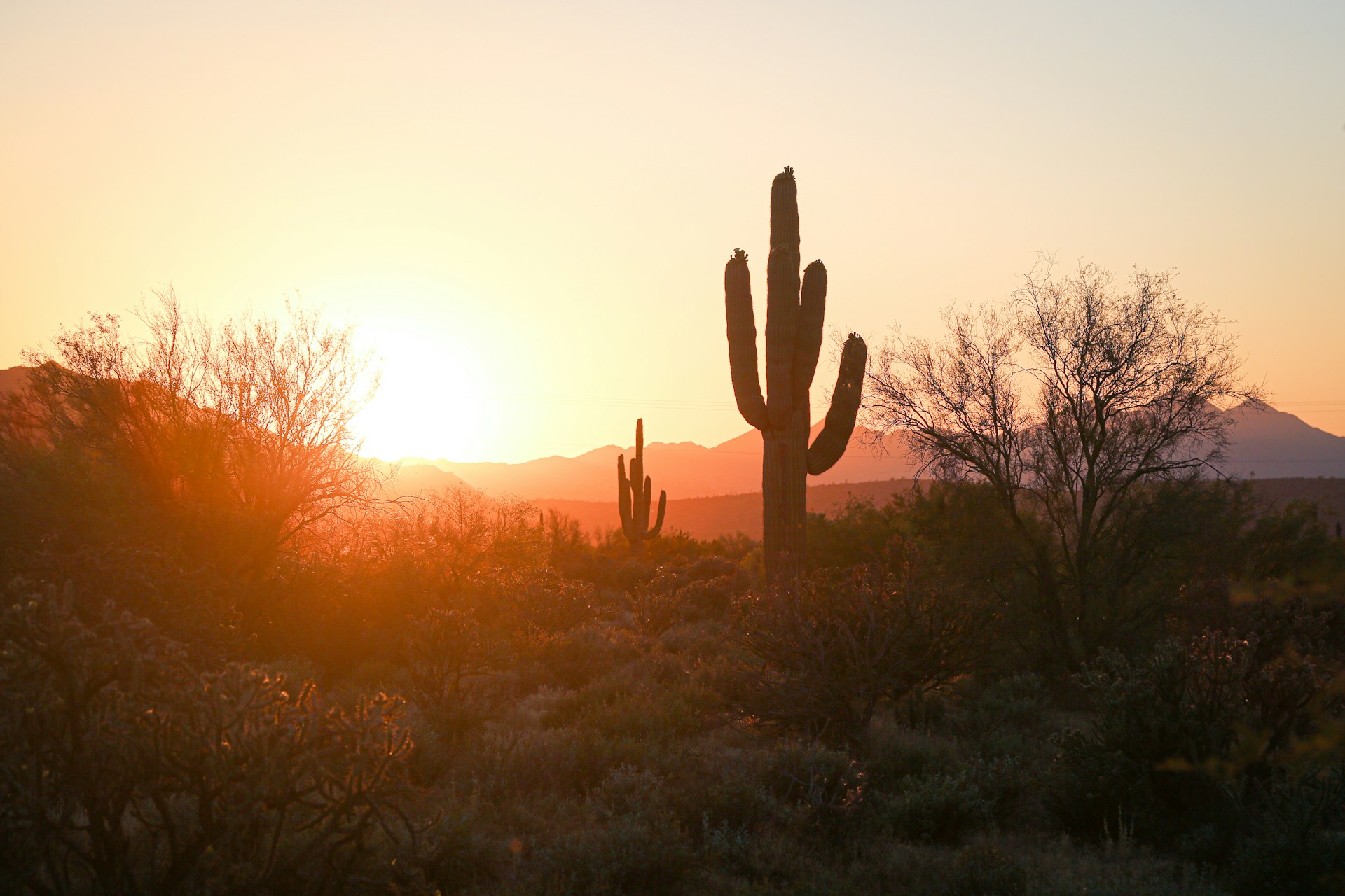 100 Tage Hitzewelle in Phoenix (USA): Die endlose Glut des Sommers 2024