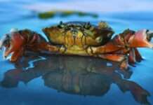 Die mysteriöse Verknappung des Taschenkrebses: Rätsel in den französischen Gewässern Taschenkrebs