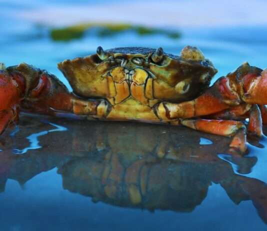 Die mysteriöse Verknappung des Taschenkrebses: Rätsel in den französischen Gewässern Taschenkrebs