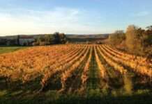 Rundreise zu den berühmtesten Weingütern im Cahors: Schmackhafter Weintourismus Weingut_Cahors