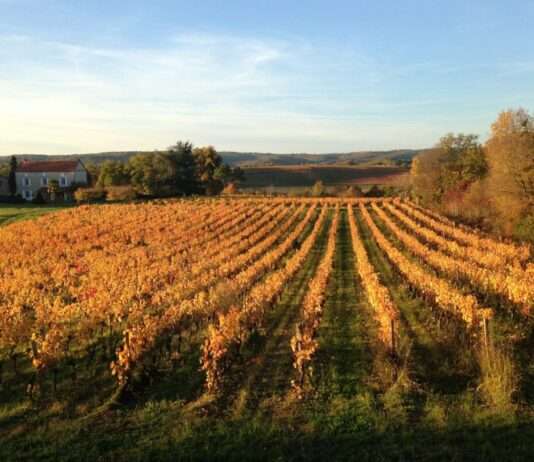 Rundreise zu den berühmtesten Weingütern im Cahors: Schmackhafter Weintourismus Weingut_Cahors