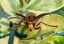 Tragödie bei Wanderung: 77-jährige Frau stirbt nach Angriff durch Asiatische Hornissen Hornisse