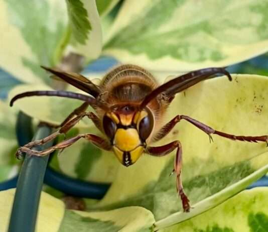 Tragödie bei Wanderung: 77-jährige Frau stirbt nach Angriff durch Asiatische Hornissen Hornisse