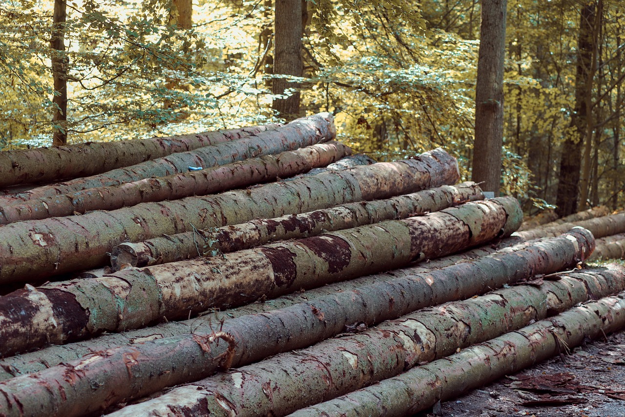 Der letzte Bûcheron im Marais Poitevin: Holztransport „à la canadienne“ lebt bis heute