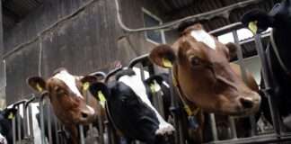 315 Rinder und ein Systemversagen: Der Fall Moselle erschüttert Frankreichs Landwirtschaft Massentierhaltung_Rinderzucht